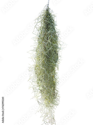 hanging Tillandsia usneoides Spanish moss plant