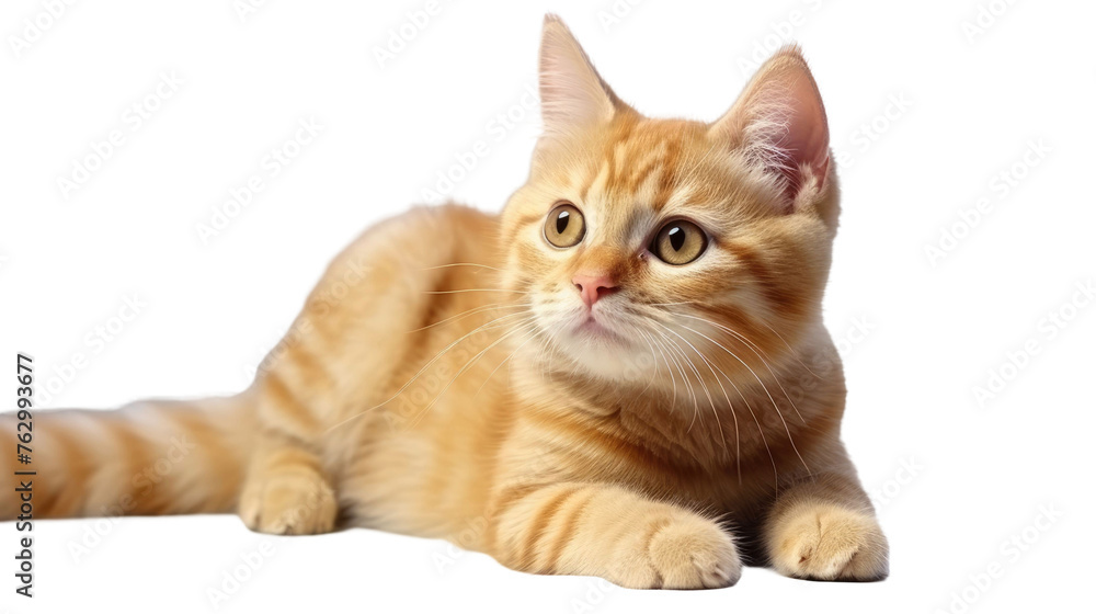 cute ginger cat lies on his stomach and looks to the side, front view, isolated on white background cute ginger cat lies on his stomach and looks to the side, front view, isolated on white background