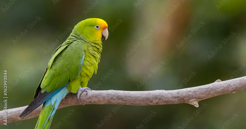 Colorful quaker parrot, native to south america, isolated against white background, showcasing its vibrant green plumage and playful demeanor. Colorful quaker parrot, native to south america, isolated against white background, showcasing its vibrant green plumage and playful demeanor.