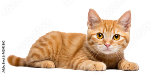 Wallpaper Mural  cute ginger cat lies on his stomach and looks to the side, front view, isolated on  white background Torontodigital.ca