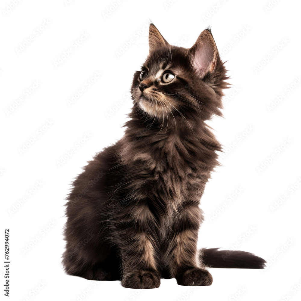 Obraz premium dark brown kitten sitting and looking away isolated on white background