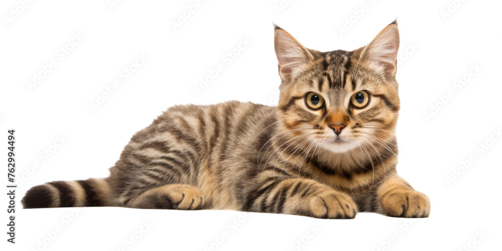 Domestic Cat on Isolated White Background 