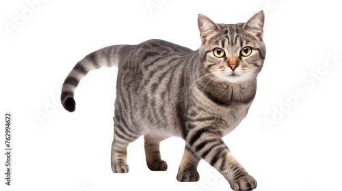 domestic gray tabby cat lies and looks at the camera on white isolated background