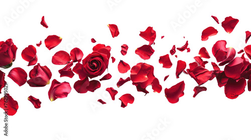 falling red rose petals isolated on a white background
