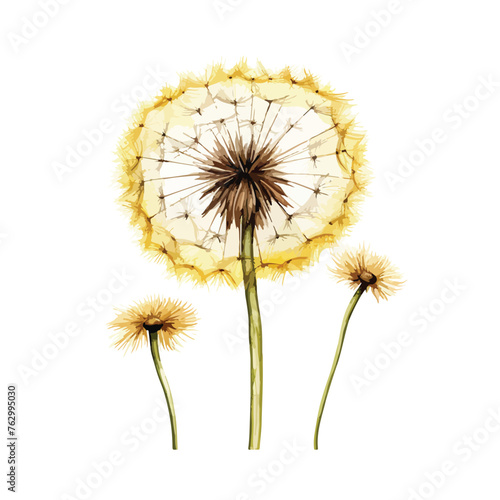 Common Dandelion clipart isolated on white background