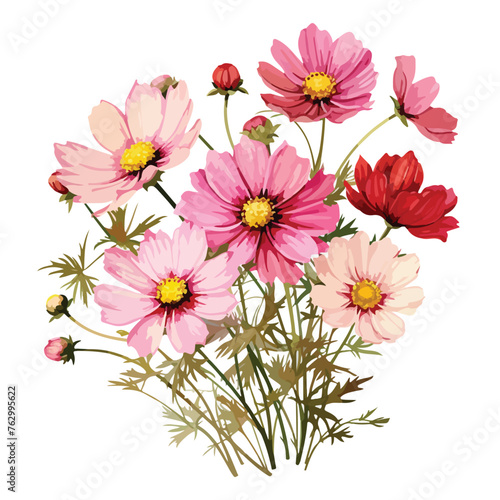 Cosmos Flowers Clipart clipart isolated on white background