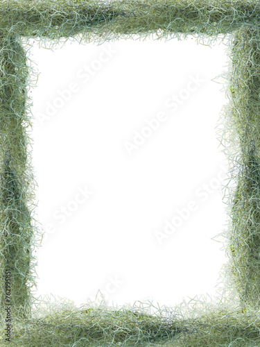 a frame of air plant Spanish moss plant. Nature background.