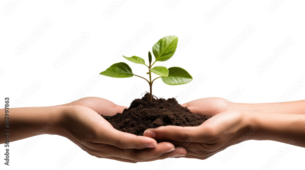 male and female hands hold a sprout on a white isolated background male and female hands hold a sprout on a white isolated background