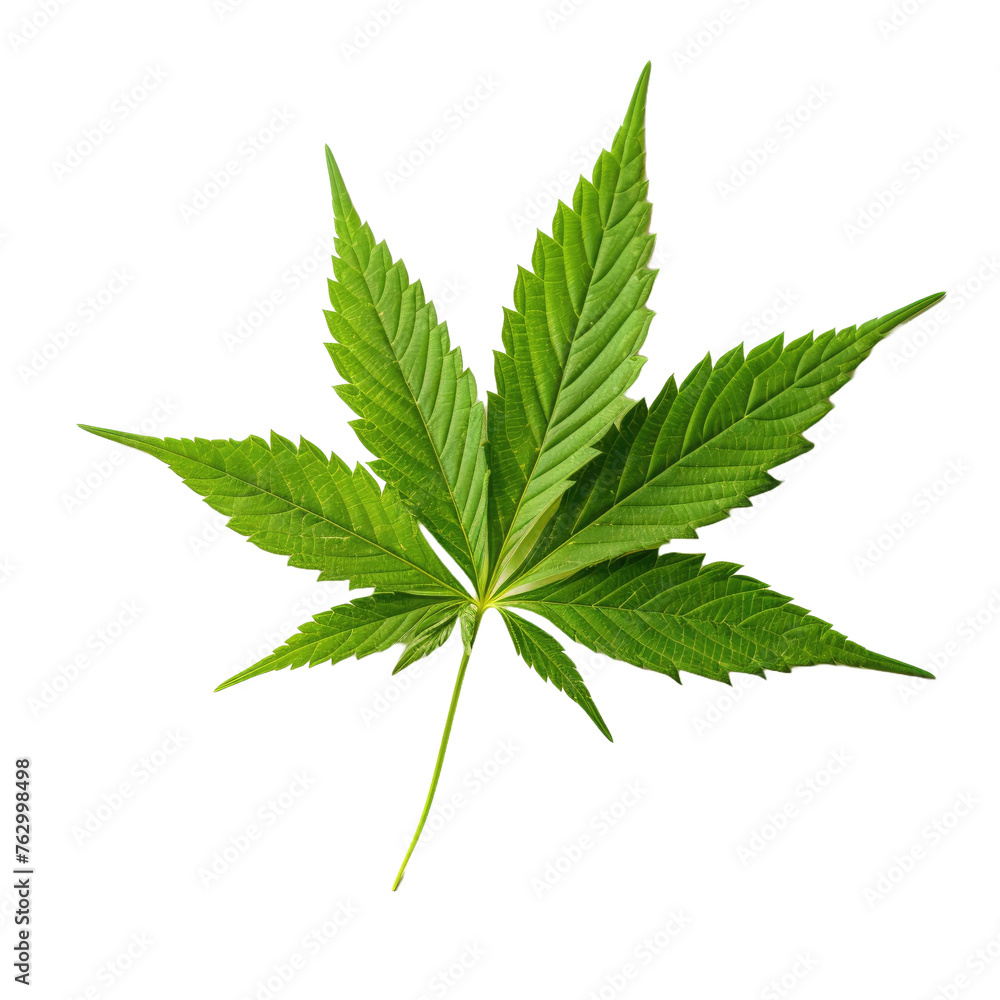 one fresh hemp leaf on a white isolated background one fresh hemp leaf on a white isolated background