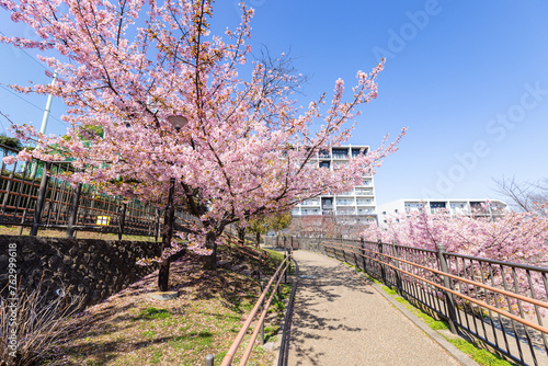 西ヶ原みんなの公園の河津桜 photo