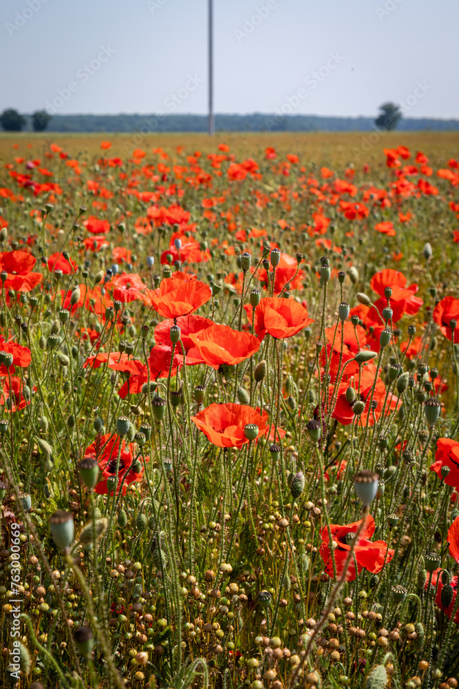 Obraz premium Coquelicots dans un champ
