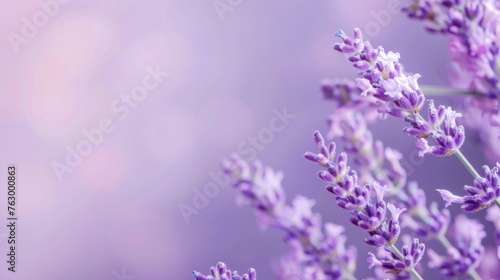 Lavender flowers in purple color, closeup, blurred background © wanna