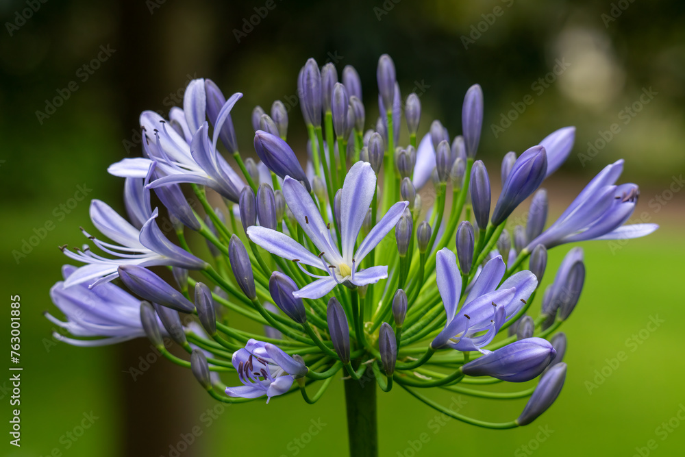 Purple flowers of a Lily of the Nile (agapanthus praecox), native to southern Africa Purple flowers of a Lily of the Nile (agapanthus praecox), native to southern Africa