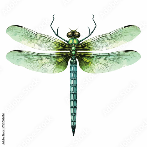 Dragonfly Clipart clipart isolated on white background