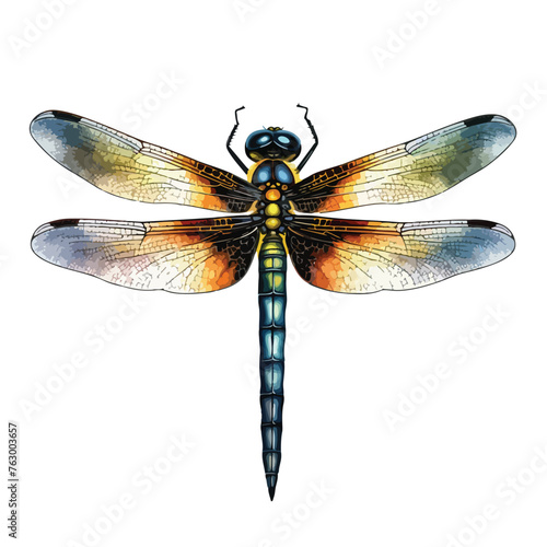 Dragonfly Clipart clipart isolated on white background © Noman