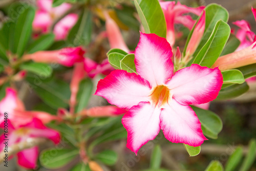 Impala Lily or Desert Rose or Mock Azalea  beautiful pink flower in garden.