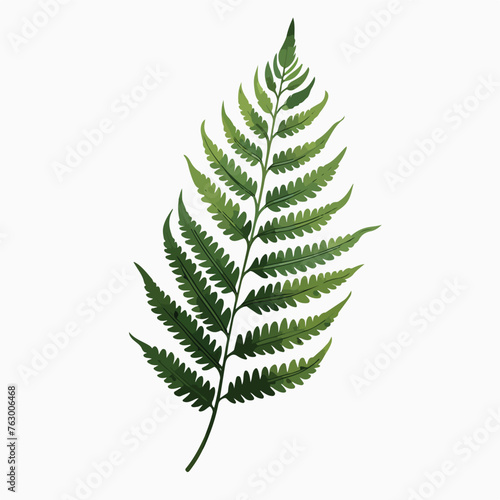 Fern Leaf Clipart clipart isolated on white background