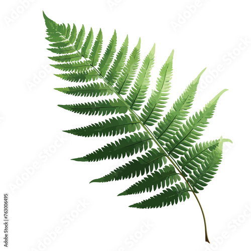 Fern Leaf Clipart clipart isolated on white background