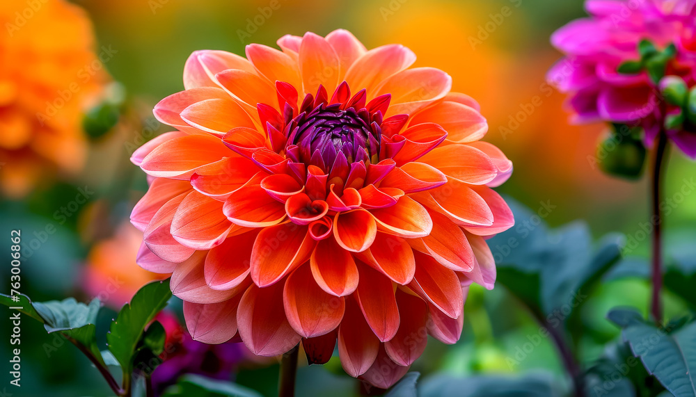 Closeup colorful dahlia flowers. Gardening and Flowering background. Closeup colorful dahlia flowers. Gardening and Flowering background.