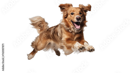 border collie puppy isolated on transparent background