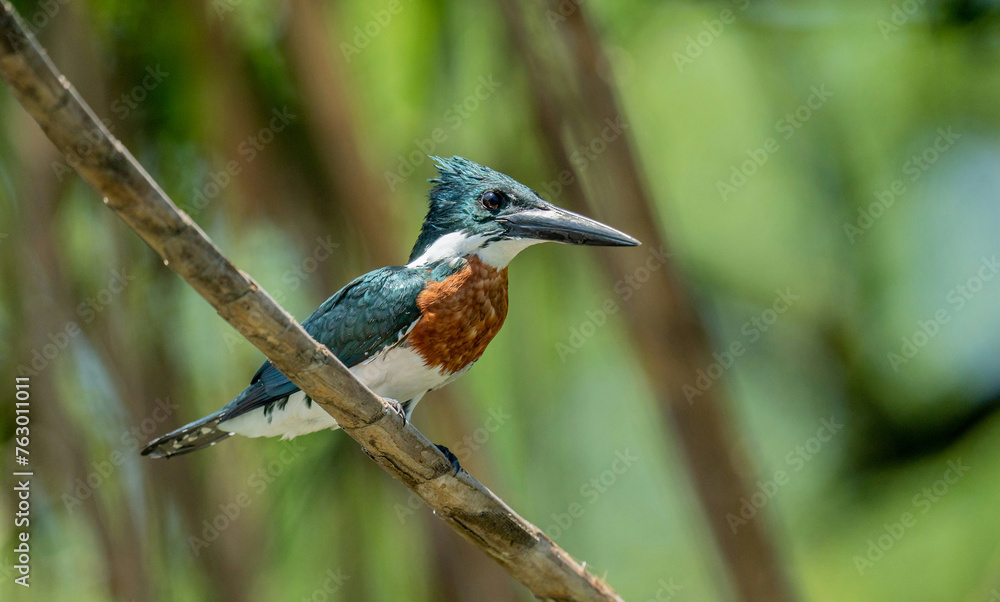Fototapeta premium lilac roller