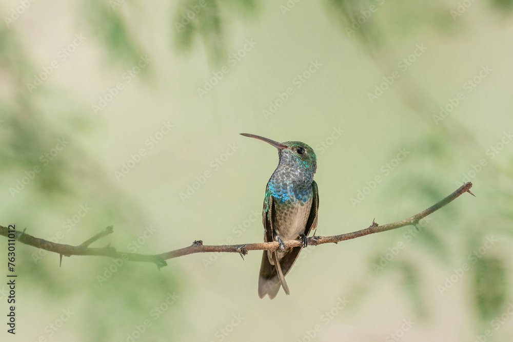Fototapeta premium bee eater perched on branch
