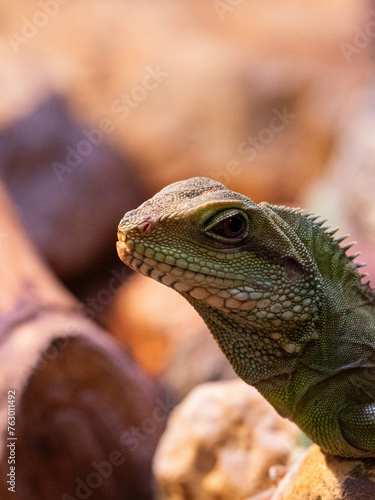 iguana on a tree