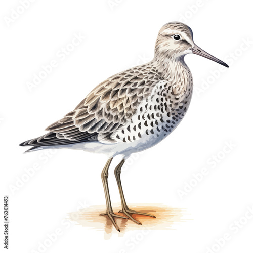 Great Knot clipart isolated on white background 