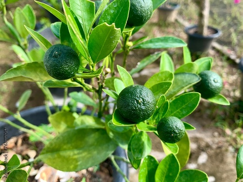 lime plant with green leaves and fruit in a pot