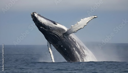 A Massive Humpback Whale Breaching The Surface In Upscaled 3 © Tahsin