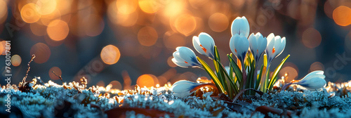 Galanthus flowers on bokeh background winter,
Beautiful daisy flowers blooming purple on snow with blurred bokeh background while sunrise
 photo