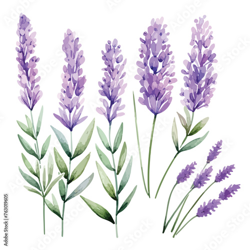 Lavender Clipart watercolor