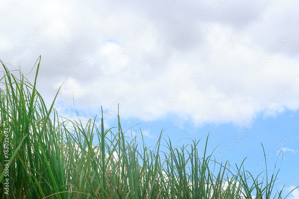 Fresh green grass and blue sky with white cloud.