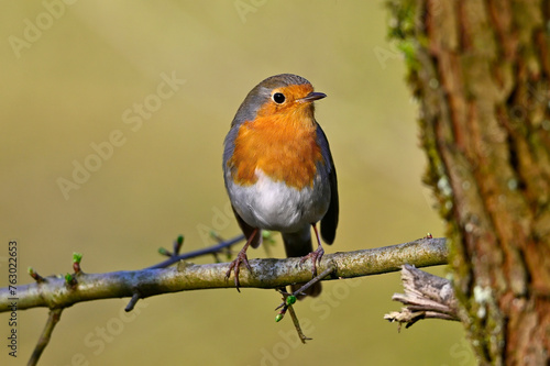 European robin // Rotkehlchen (Erithacus rubecula) © bennytrapp
