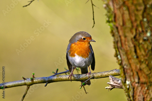 Rotkehlchen  // European robin (Erithacus rubecula) © bennytrapp