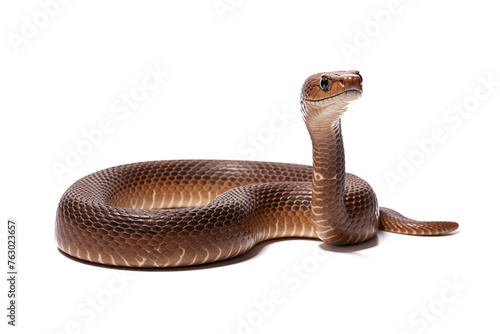 realistic photograph of a cobra on white background