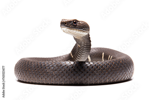 realistic photograph of a cobra on white background