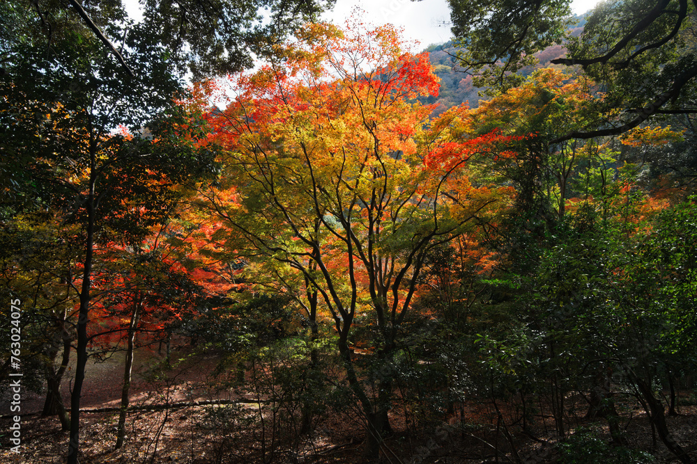 Arashiyama in Autumn in Kyoto, Japan
