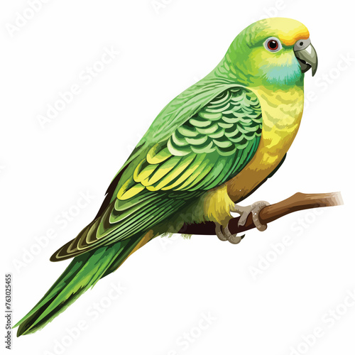 Parakeet Bird clipart isolated on white background 