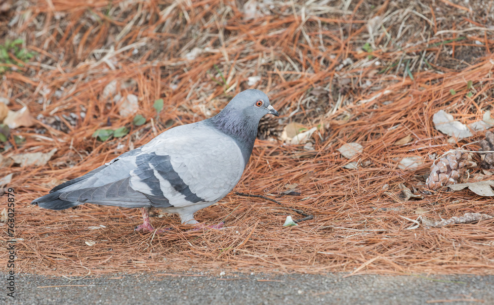 Fototapeta premium A pigeon found in the park. Columbidae