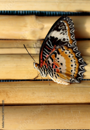 papillon multicolore sur la palissade photo