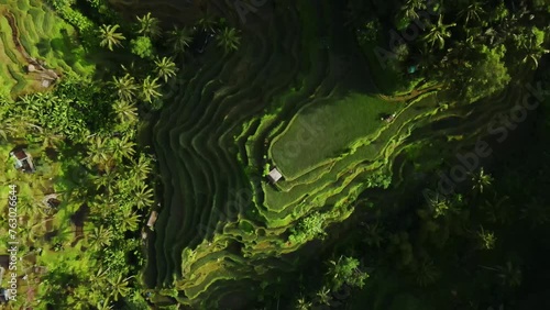 Stunning drone footage of the multi-tiered rice terraces of Tegallalang, Bali. photo