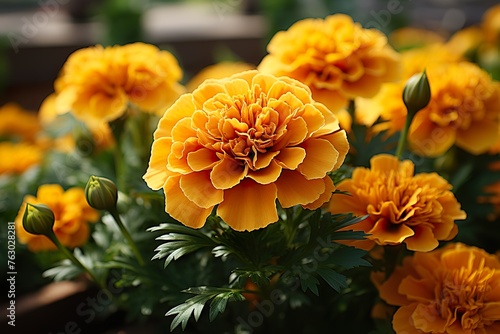 stylist and royal Marigold flowers or tagetes marigolds or ganda. Orange flower in garden, space for text photo