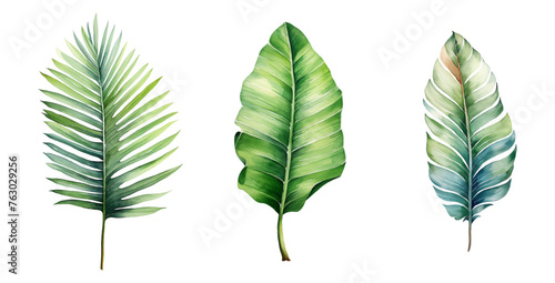 Set of watercolor tropical tree leaves. Tropical leaves of trees. Palm, coconut, banana leaves. Watercolor tropical leaves, png. Vector illustration.