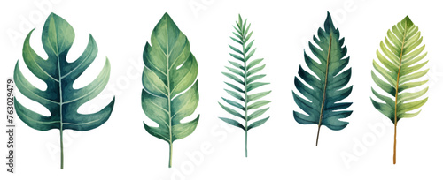 Set of watercolor tropical leaves on transparent background. Watercolor tropical forest leaves. Monstera, palm leaves and others. Vector illustration. photo