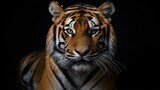 Tiger with a black background