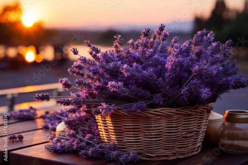 Beautiful lavender fields harvest landscape panorama with blooming lavandula angustifolia