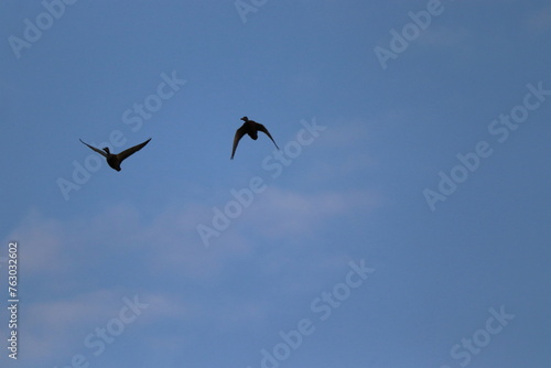 silhouettes of birds flying across the blue sky