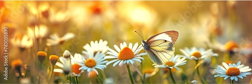 Butterfly on Daisy Flowers in Meadow