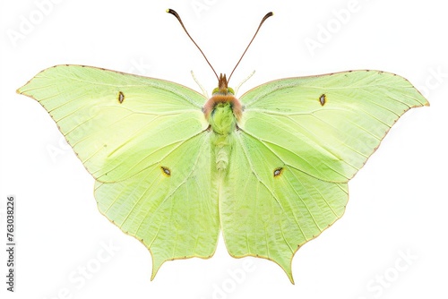 large green butterfly wing isolated on white background